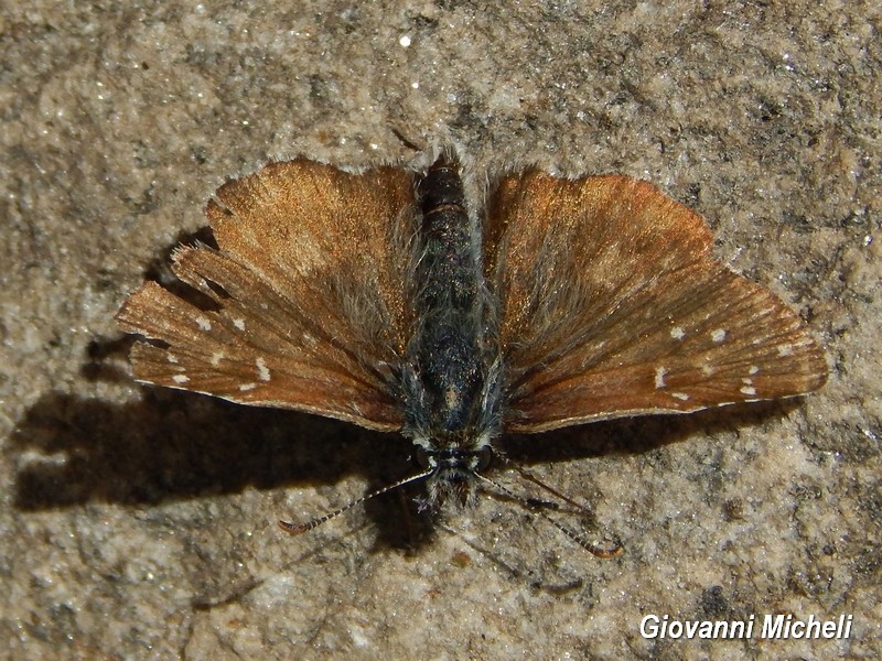 Hesperidae 3 da ID - Pyrgus sp.